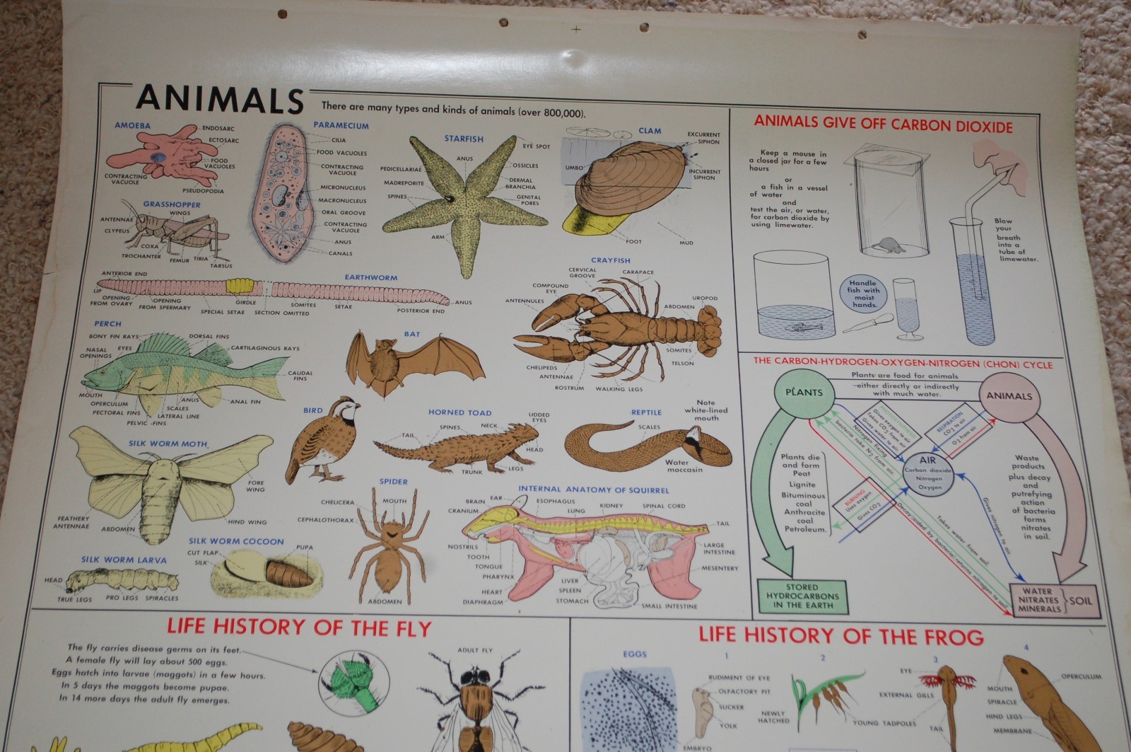 Vintage Large Welch Scientific Co. Classroom Educational Chart Animals 1950s!!