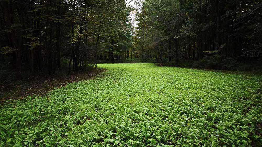 5 LBS Ground Hog Radish Forage Seed For Deer Food Plot Crop Cover Annual Growth