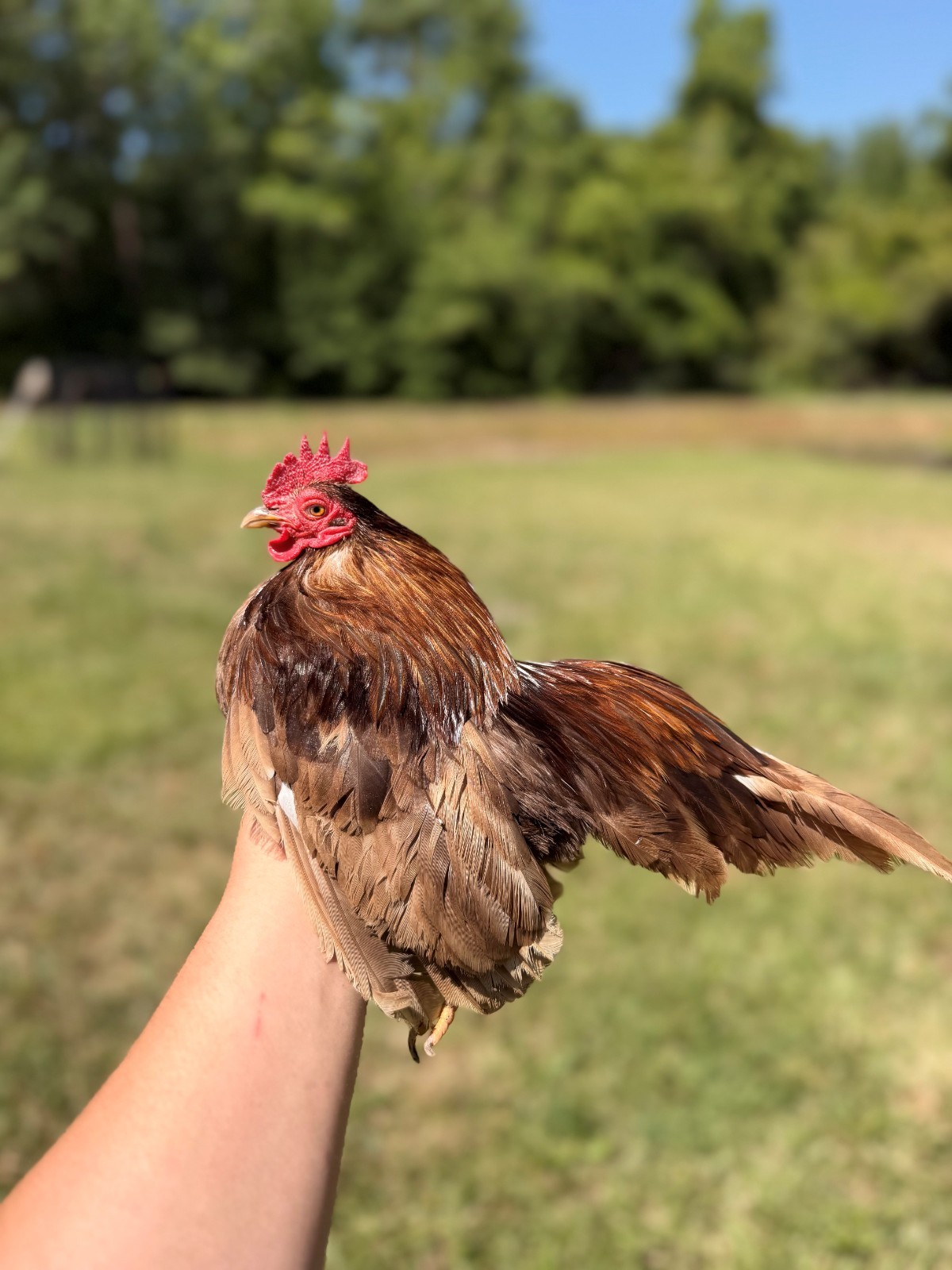 5+ Fertile chocolate serama hatching eggs