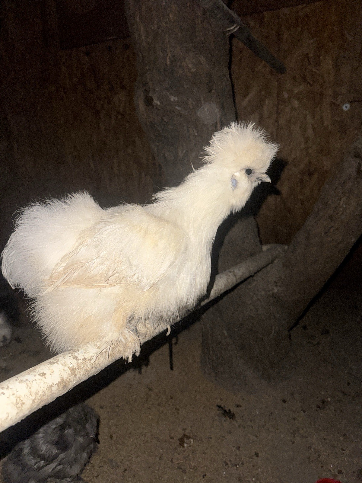 6 + Fertile Silkie Chicken Eggs, for incubator.