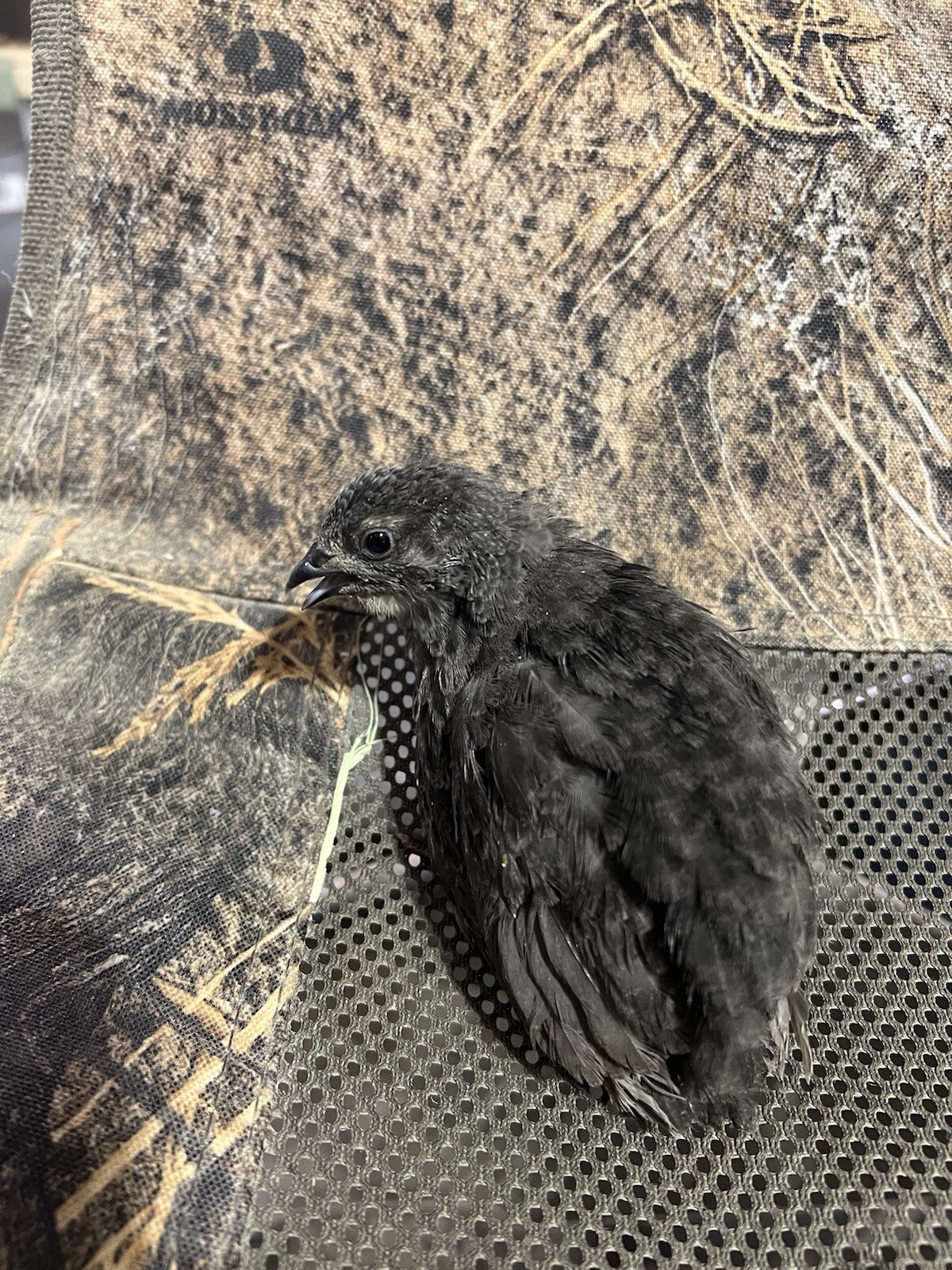 24 All Black Coturnix Quail Hatching Eggs NPIP Healthy