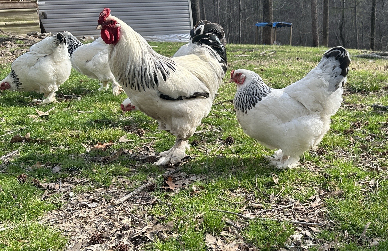 6 + 3 Pure Light Brahma Hatching Eggs Beautiful Breed Pure Bred