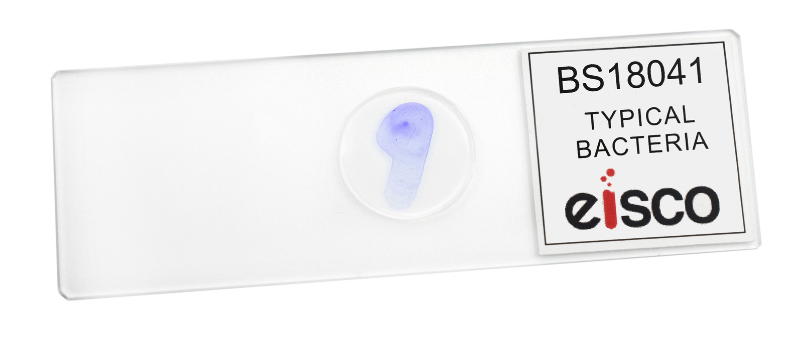 25PK Typical Bacteria - Prepared Microscope Slides, 75x25mm - Eisco Labs