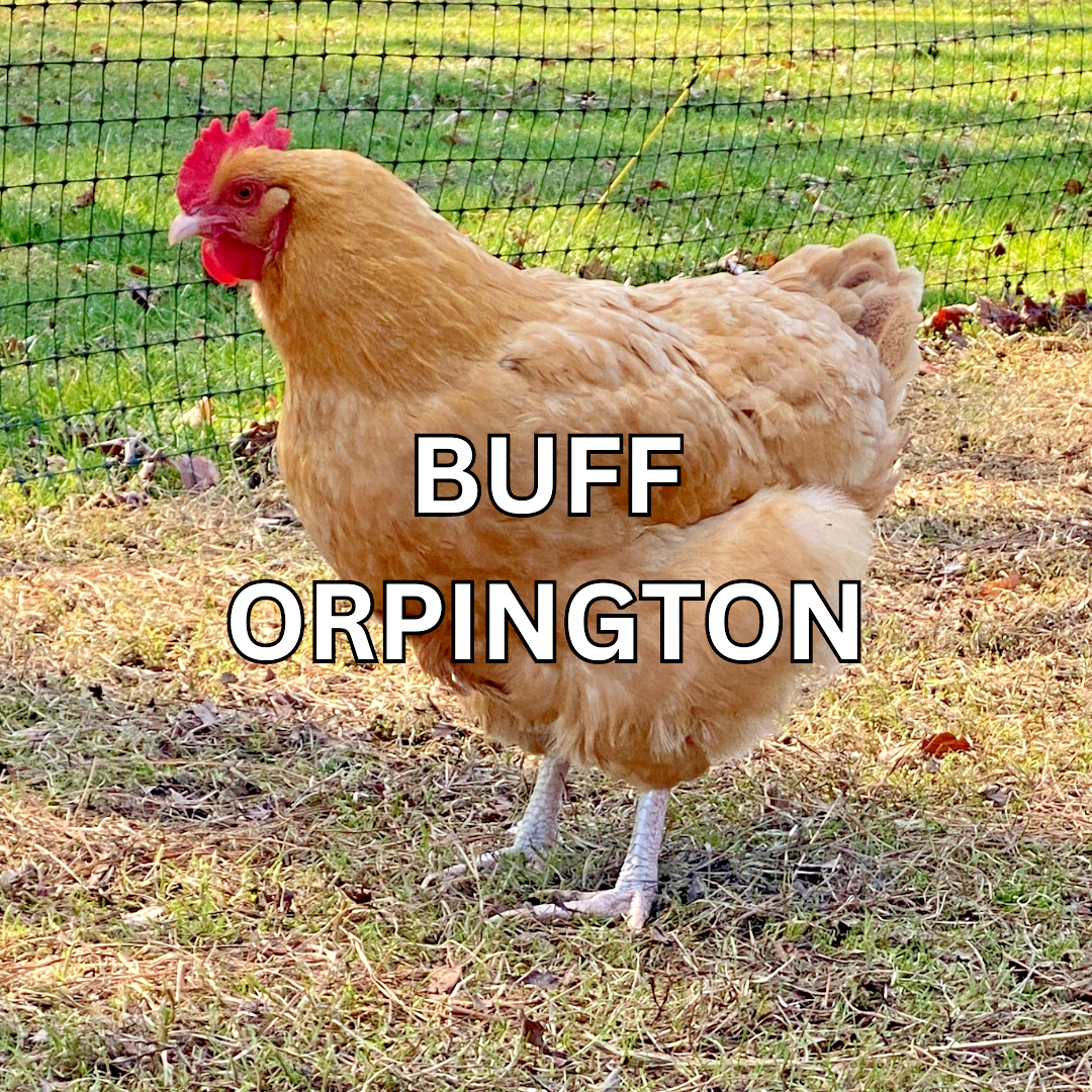 10 Custom Select Chicken Hatching Eggs - You Choose - See Description for Breeds