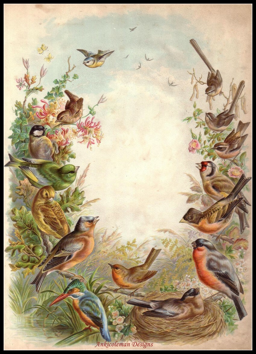 British Birds - Chart Counted Cross Stitch Patterns Needlework DIY DMC Color