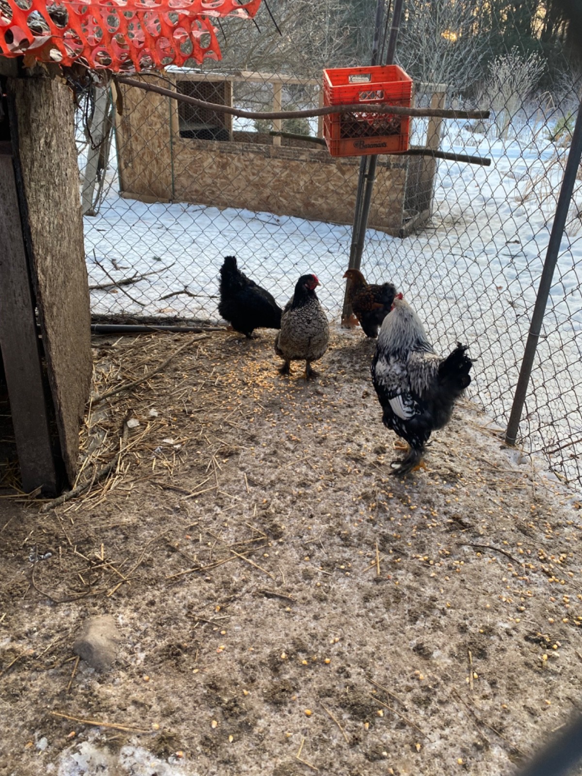 standard cochin hatching egg dozen + extras