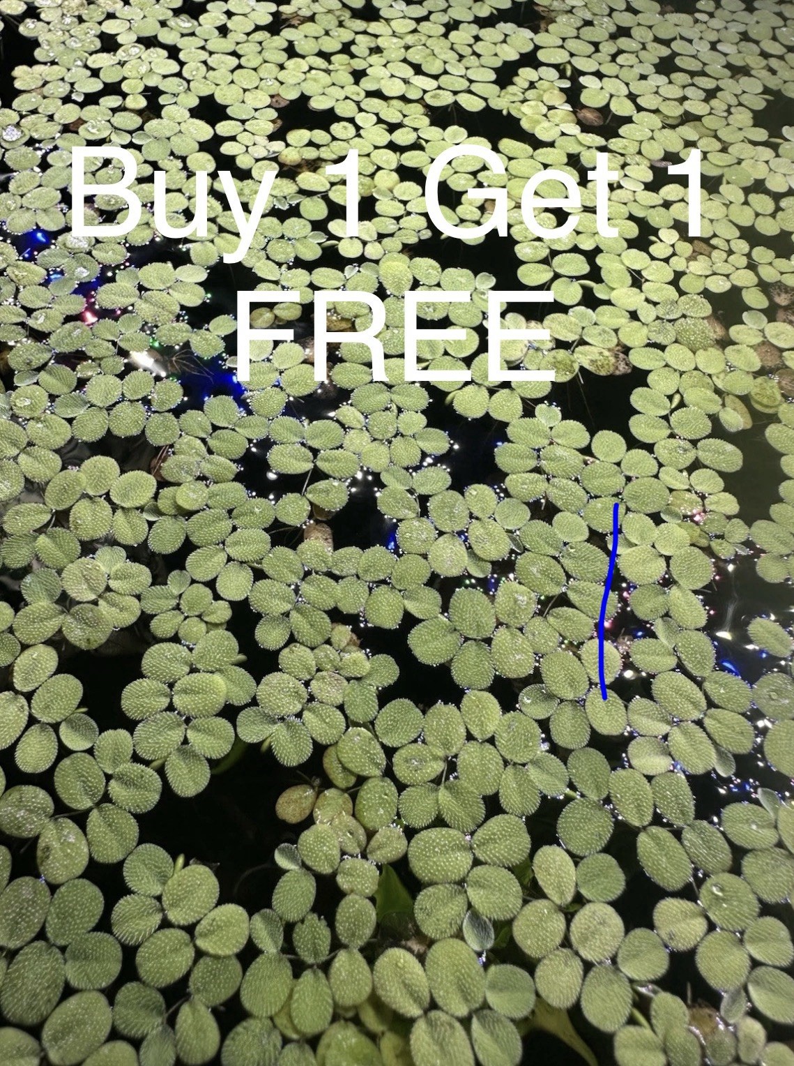B1G1 Salvinia Minima (Water Spangle) Easy Live Aquarium/Pond Plant Shrimp