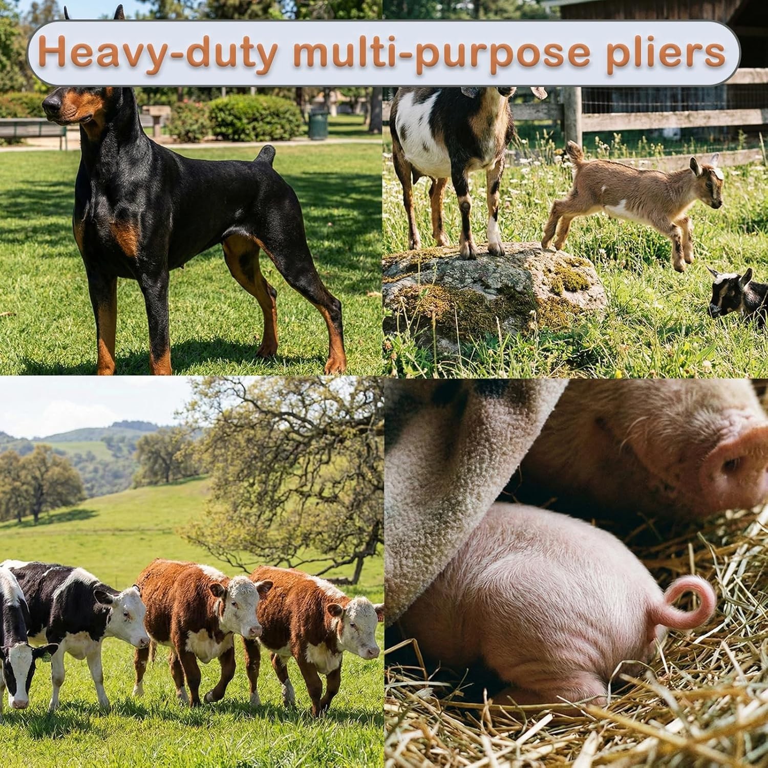 Goat Banding Kit, Livestock Castration Bander with Stainless Steel Expander Plie