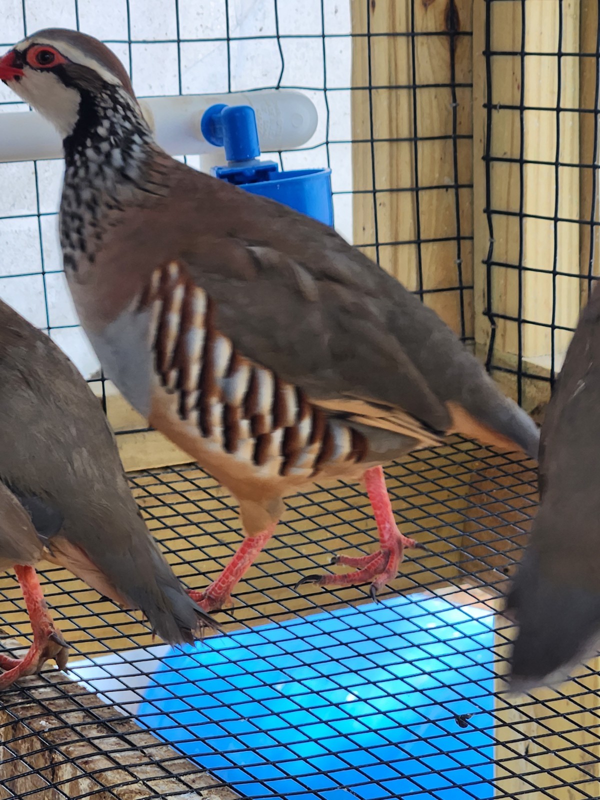 30 Plus 2 Red Legged Partridge Hatching Eggs