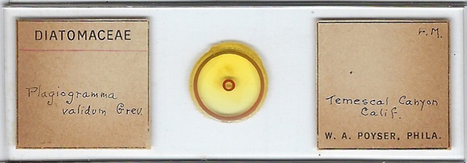 Plagiogramma Diatom from Temescal Canyon California Slide by W. A. Poyser