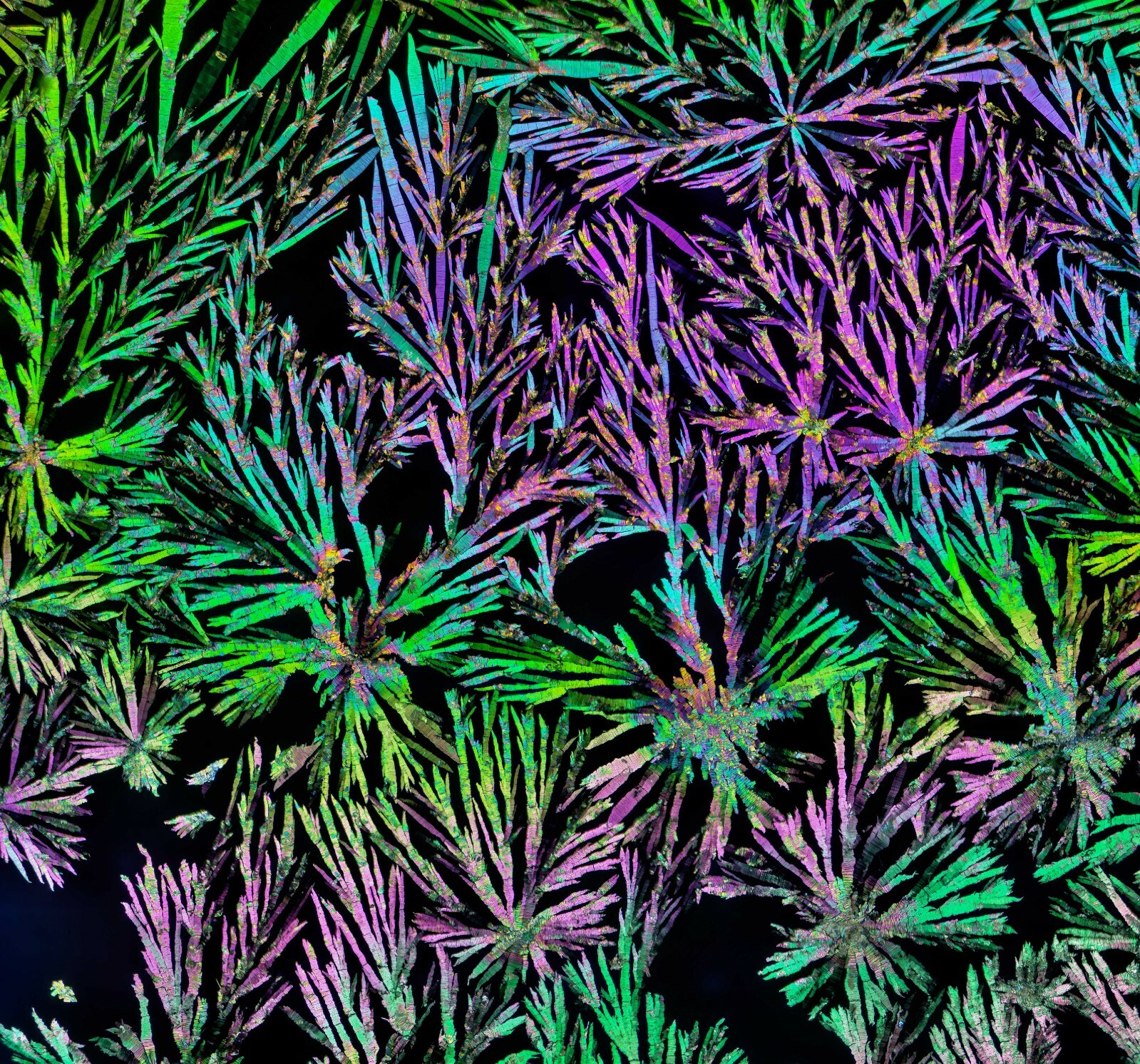 Microscope slide for polarization, THEOBROMINE