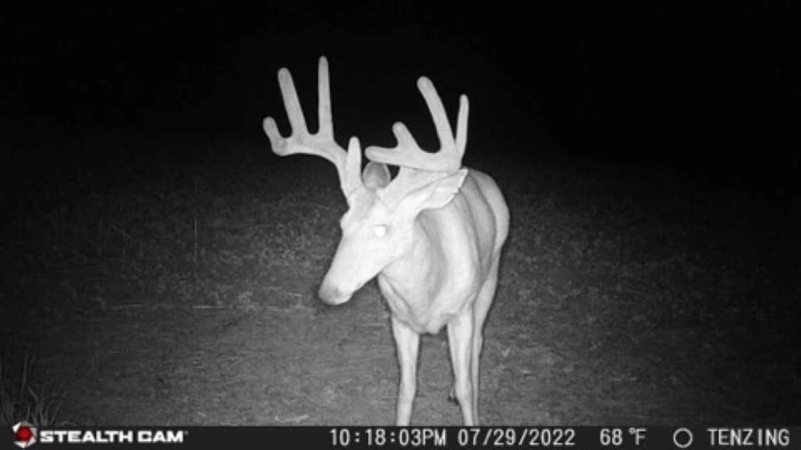 Prowler Trail Camera -16MP - Combo Pack