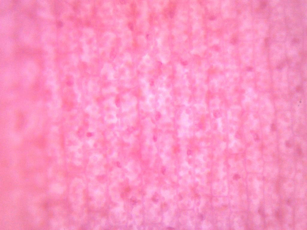 EISCO Elodea, Submerged Leaf - Prepared Microscope Slide Single Slide, Green