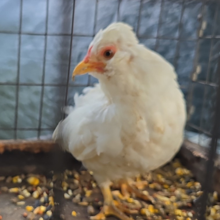 12 Kikirikis Fertile Hatching Eggs.  PR Blood Lines. Moño/Bolos/Short Legs