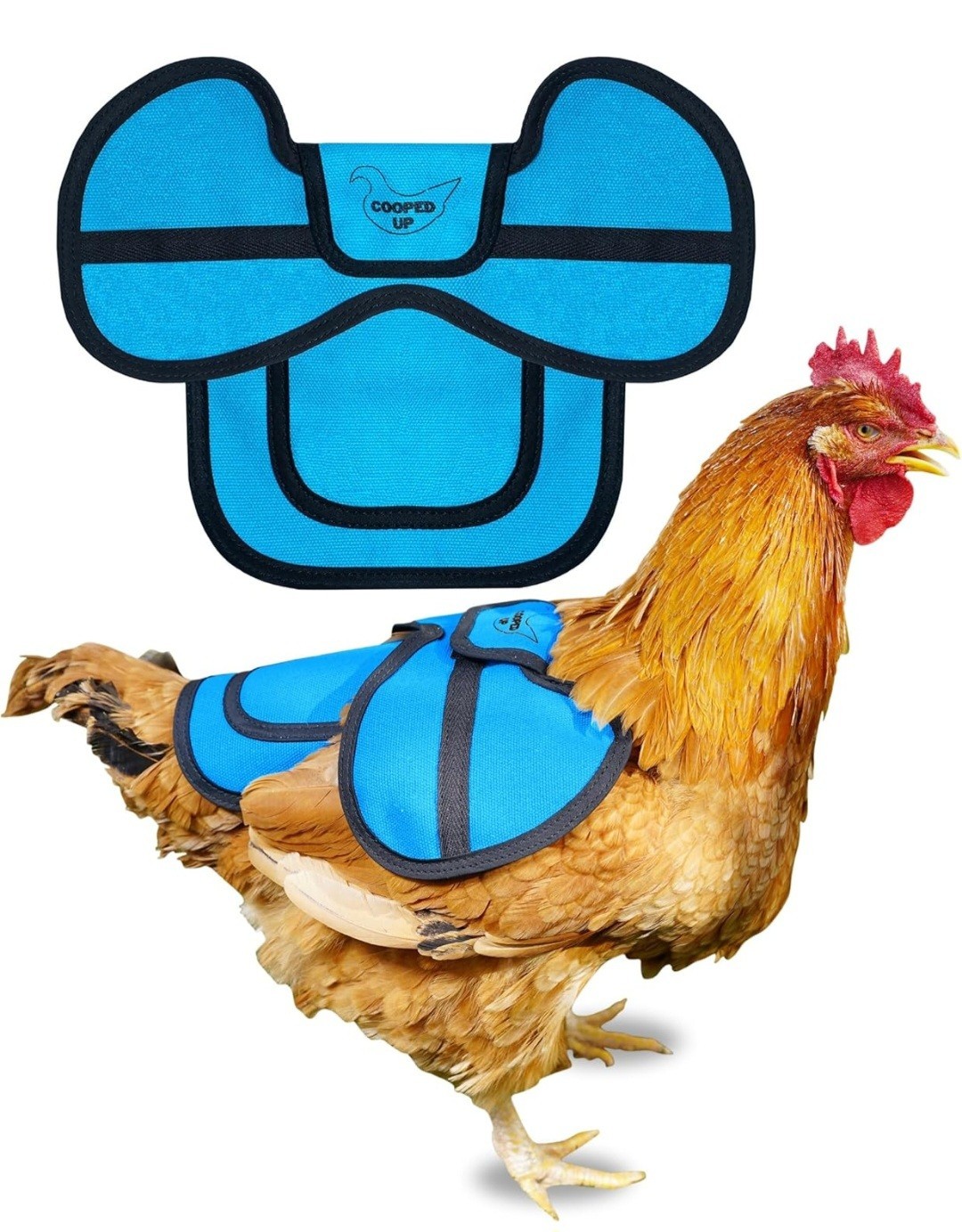 Canvas Chicken Saddle for Hens with Larger Wing Cover & Adjustable Straps - Blue
