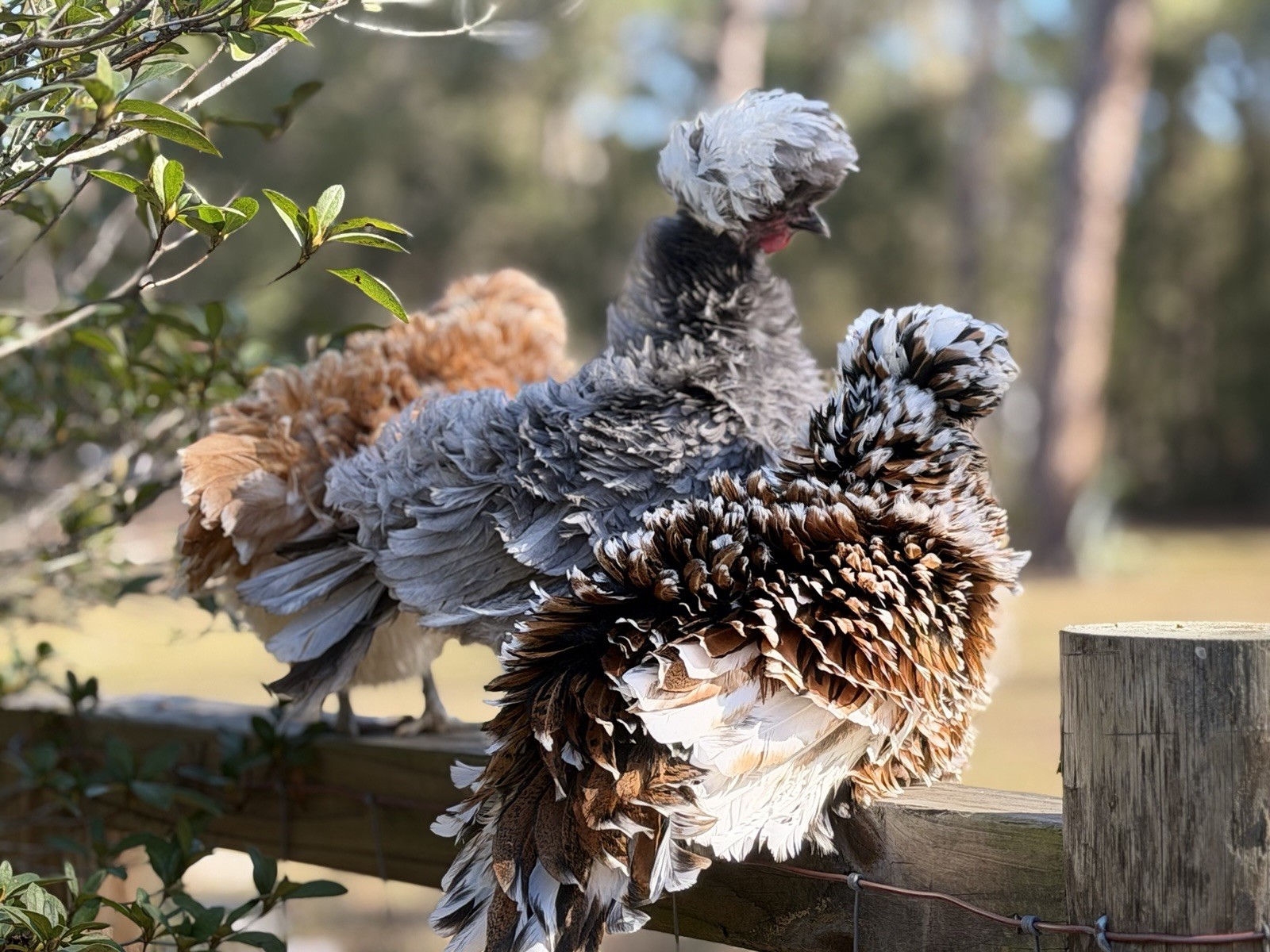 12+ Assorted Polish Hatching Eggs Tolbunt, Buff Laced, BBS