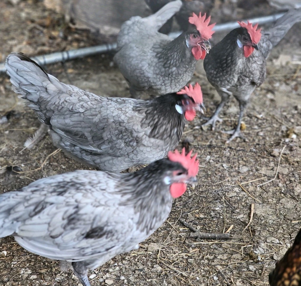 Vaux Fields Poultry Farm - 12 Assorted *Mystery* Hatching Eggs!