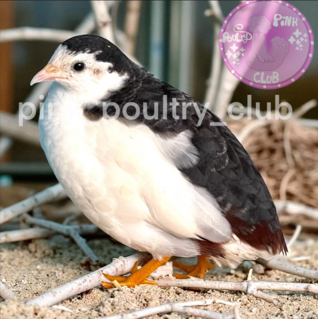 12 Exotic Rare Button Quail Hatching Eggs Colors