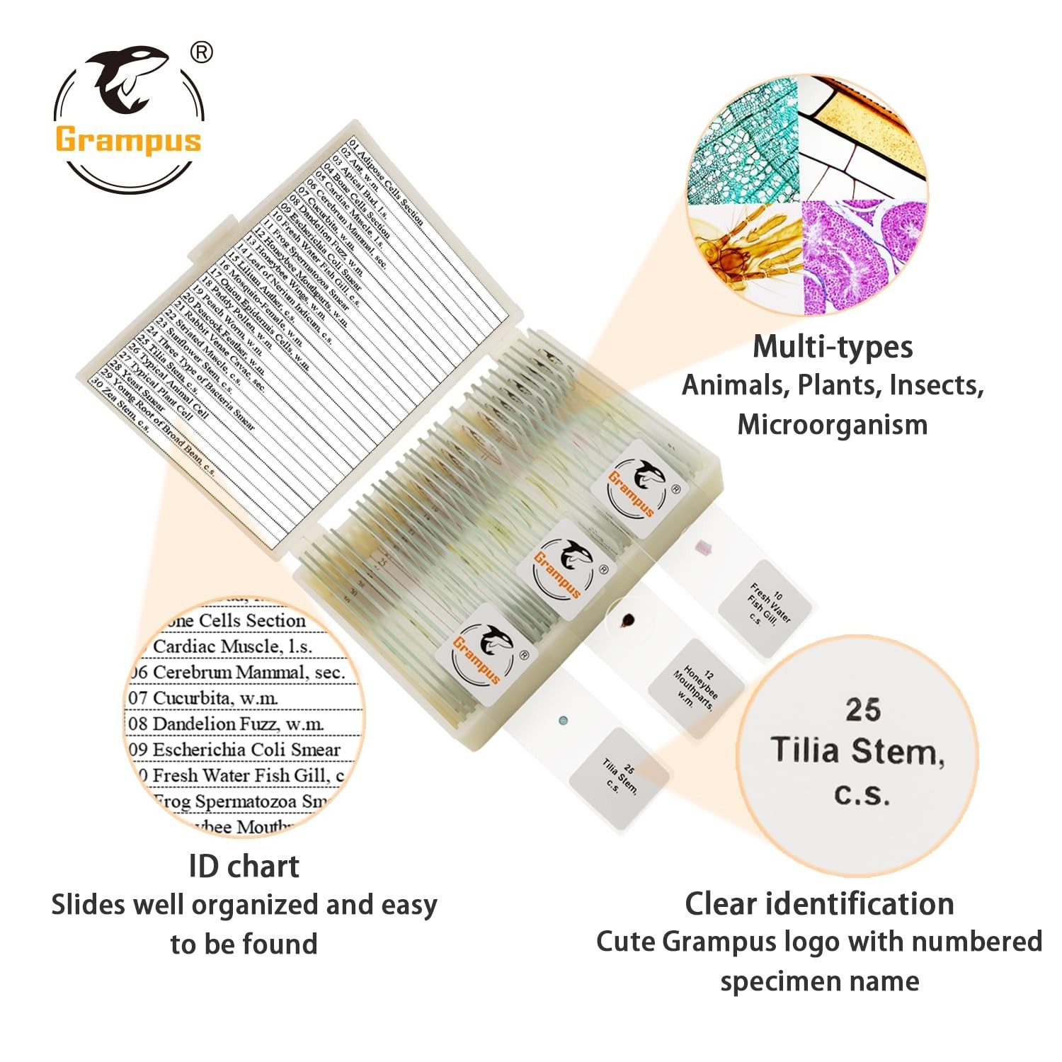 30 Prepared Microscope Slides Set - Specimens for Kids, Students, Science Lab, B