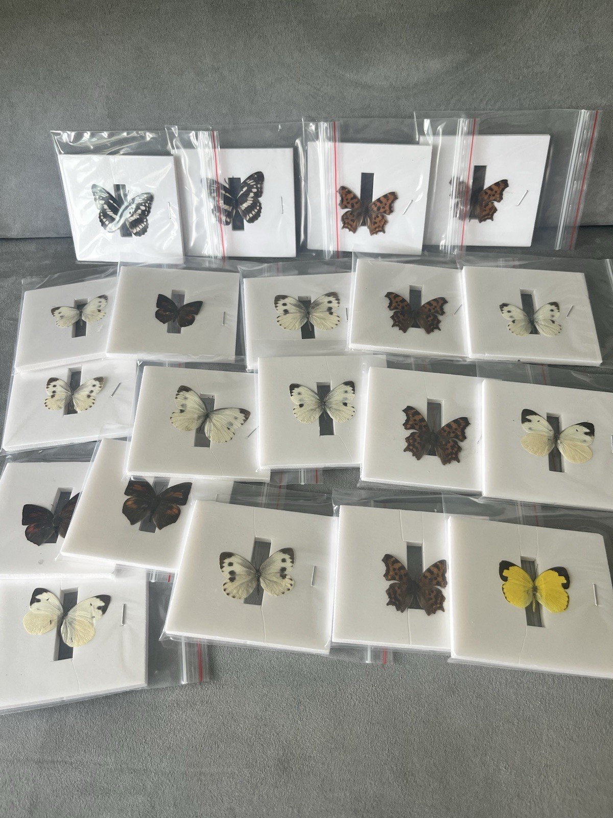 Lot Of 20 Simulated Butterfly Specimens, Mounted And Separated, Assorted Colors