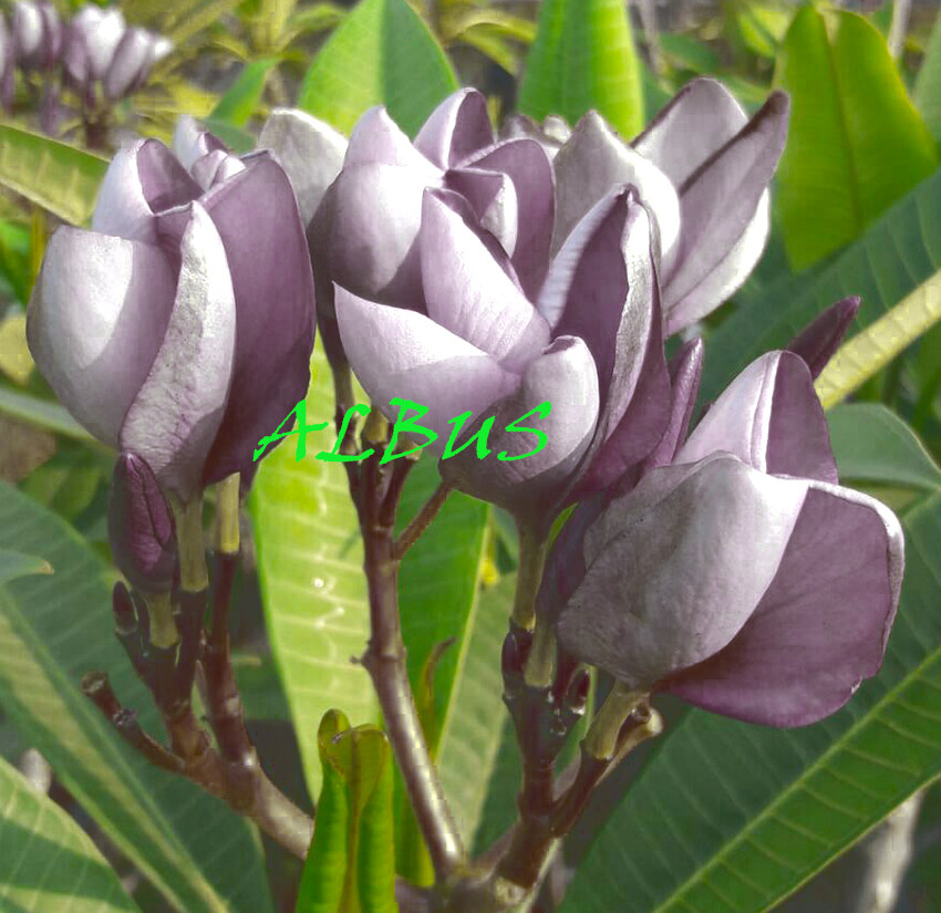 Plumeria Rubra Seeds/Flowers/ Albus /Fresh 100 seeds