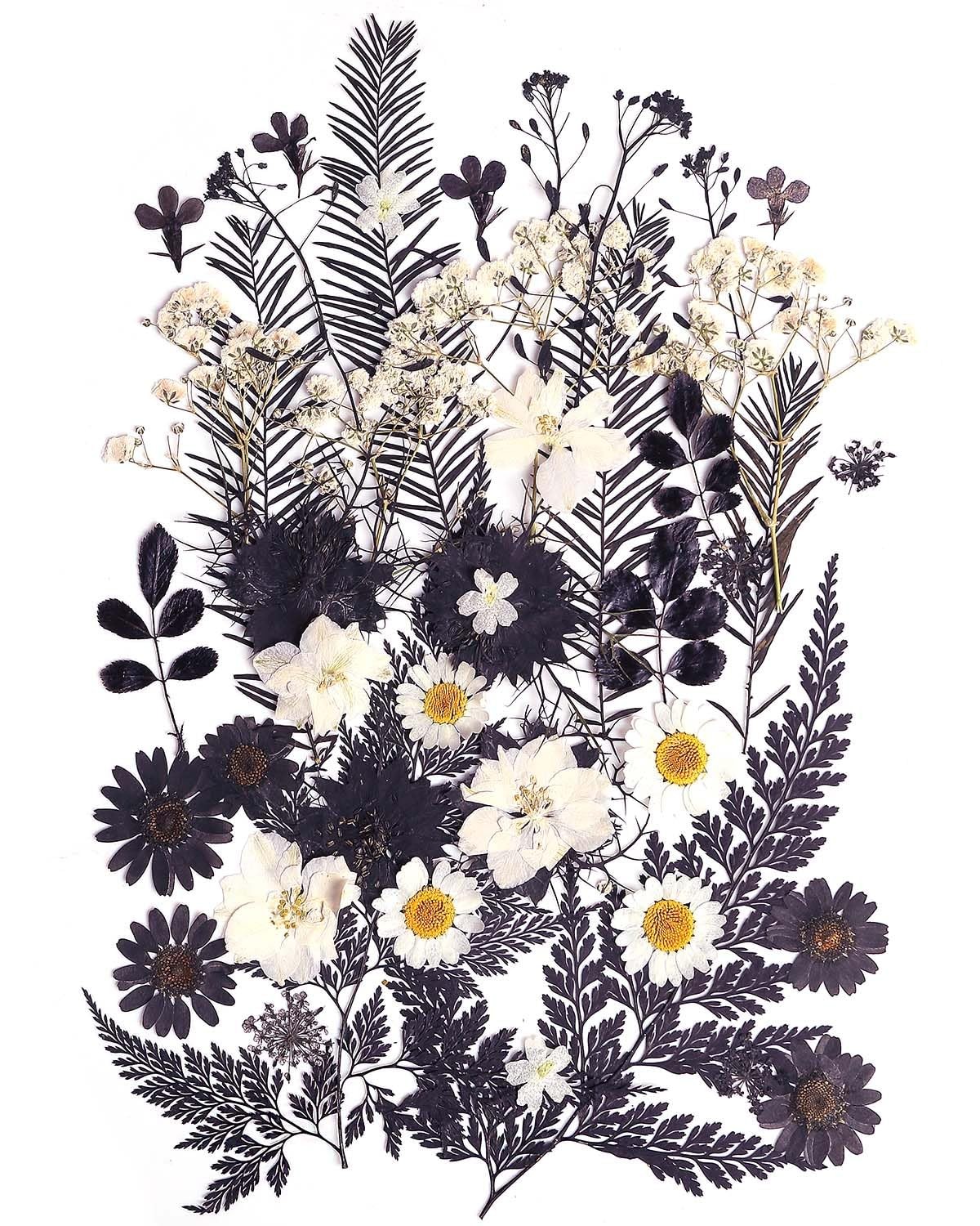 Pressed Flowers Real Dried Black White 48pcs 12 Types Resin Jewelry Craft