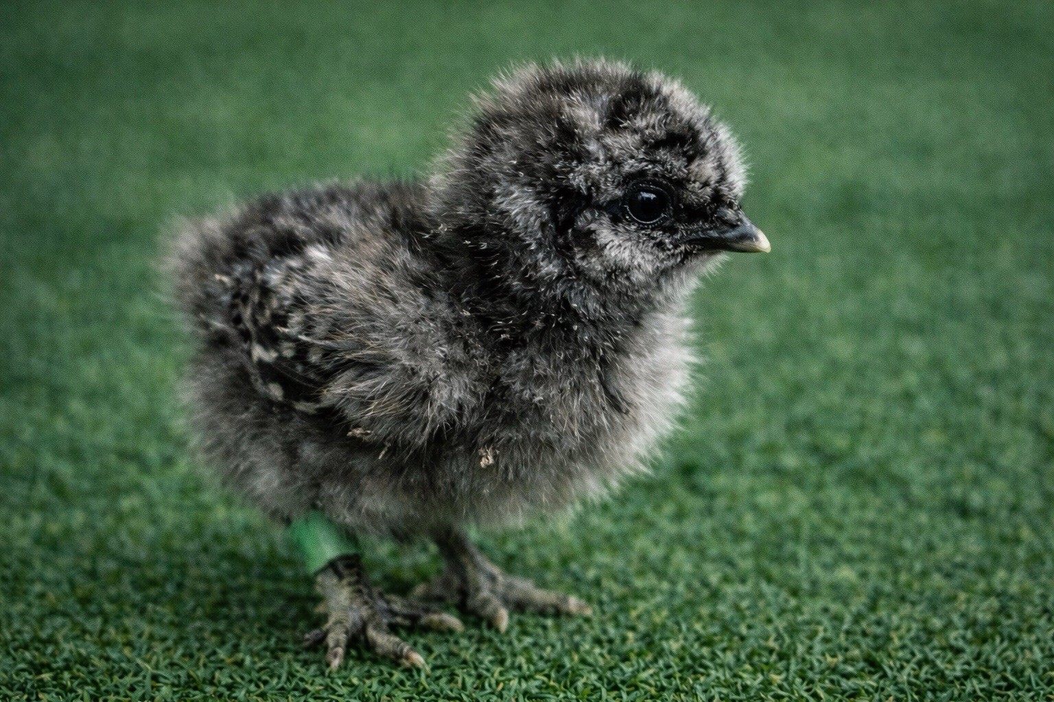 6+ Silkie Hatching Eggs - Fertile- NPIP