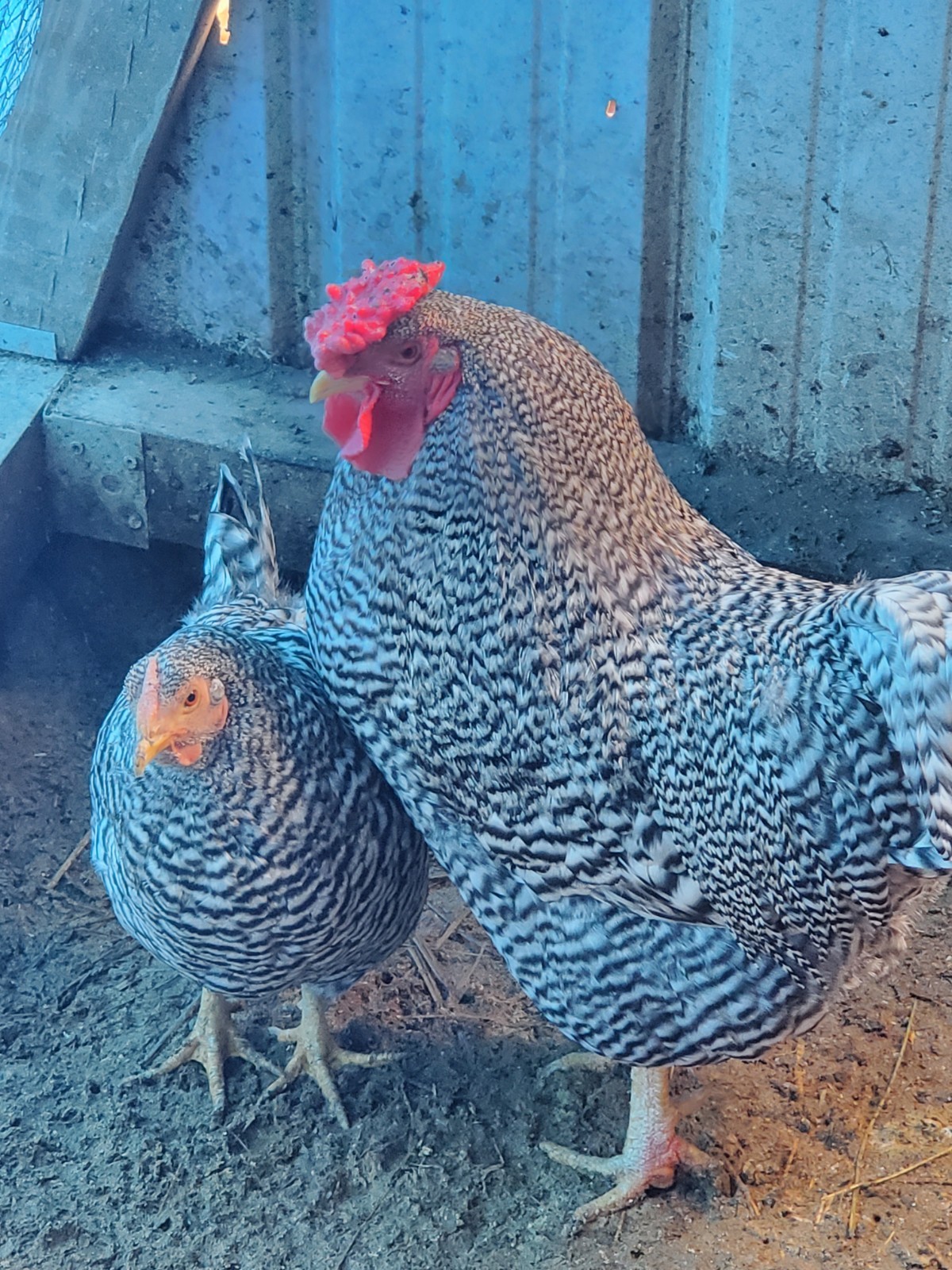 6 Dominique And 6 Black Penedesenca Hatching Eggs