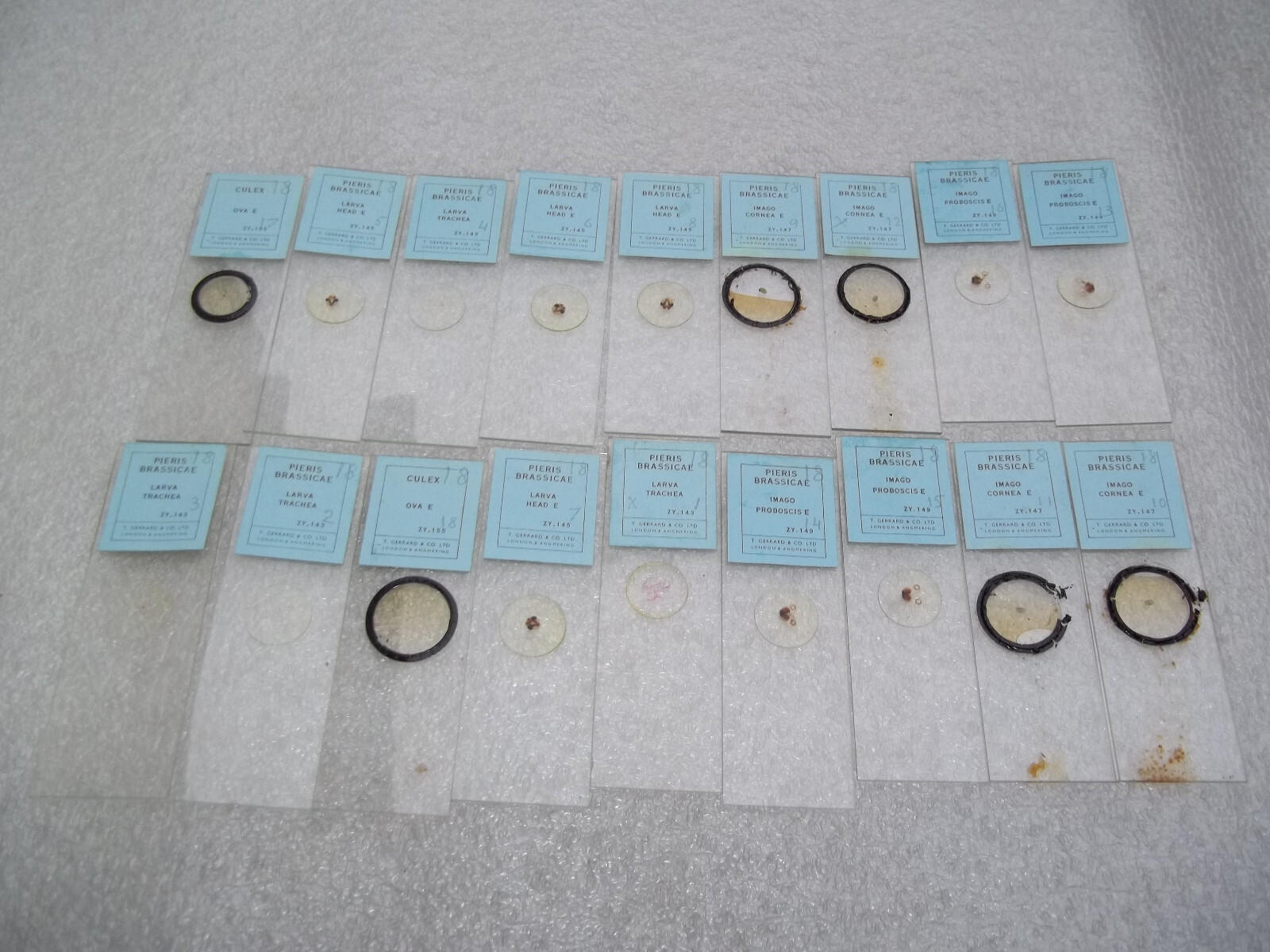 Vintage Glass Microscope Slides - 6 x Boxes
