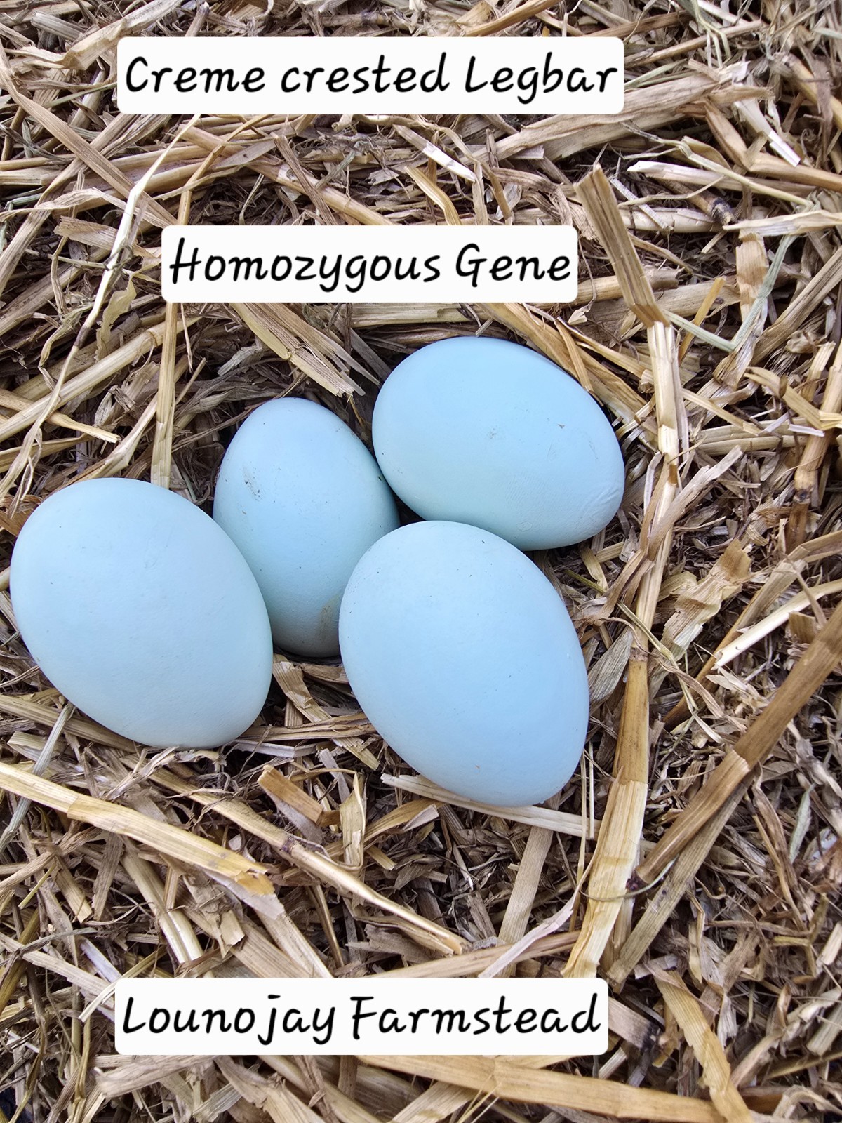 12+ Crest Cream Legbar Hatching Eggs
