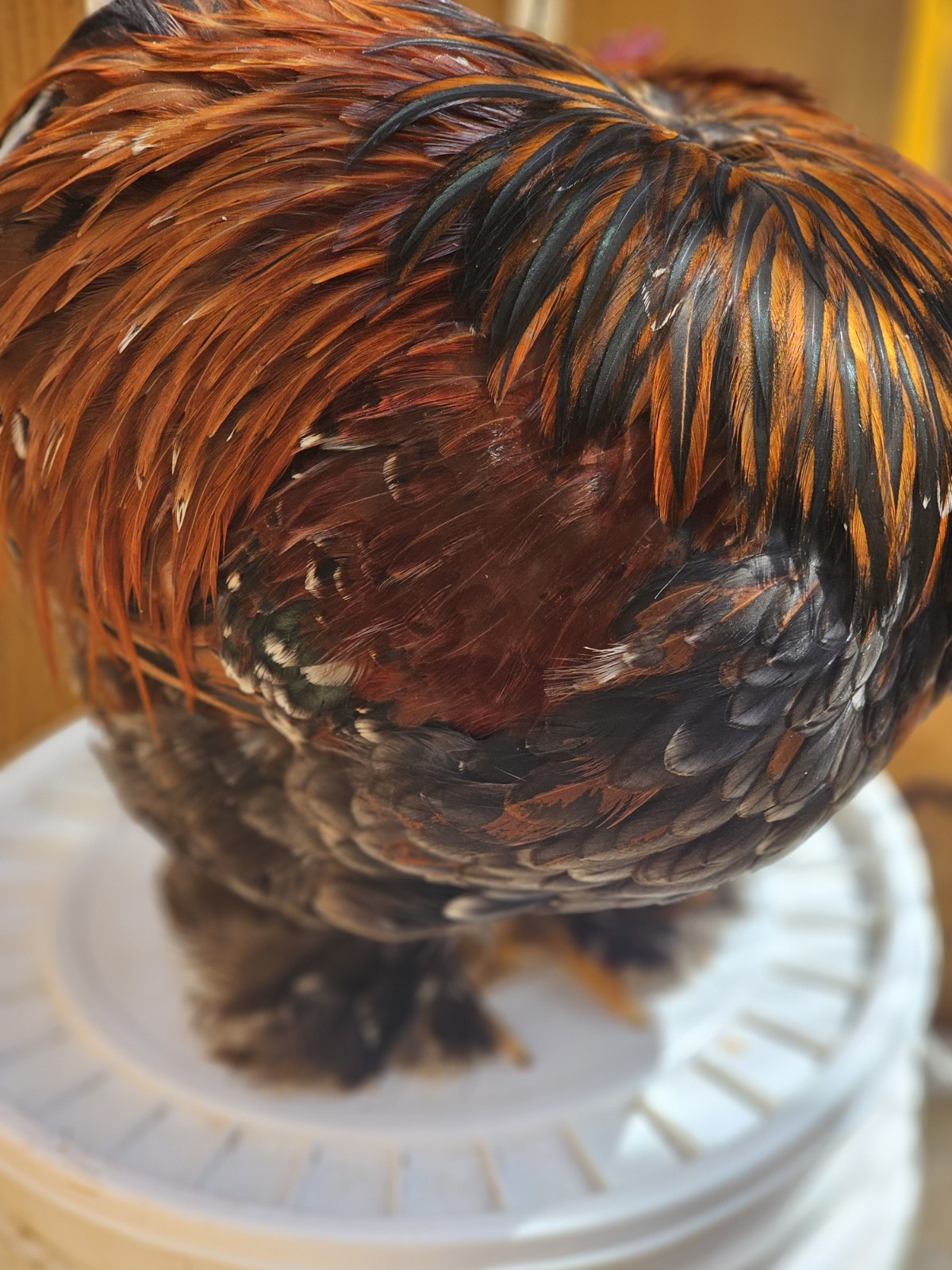 6++ Bantam Calico/mille Cochin Hatching Eggs NPIP/AI