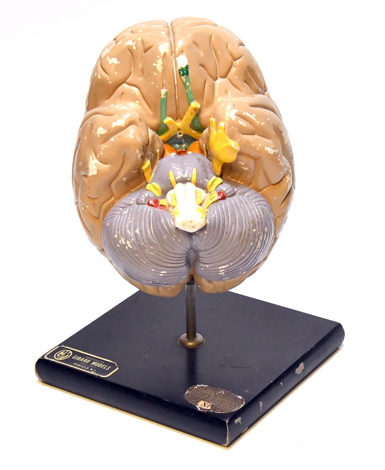 RARE 1957 GIRARD MODELS MUELLER-WARD SCIENTIFIC BRAIN PLASTER ANATOMICAL MODEL