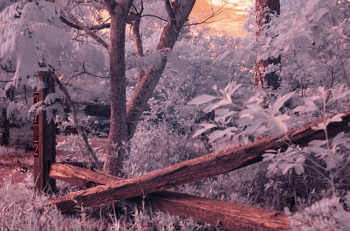 Infrared converted Camera Nikon D70 Full Spectrum