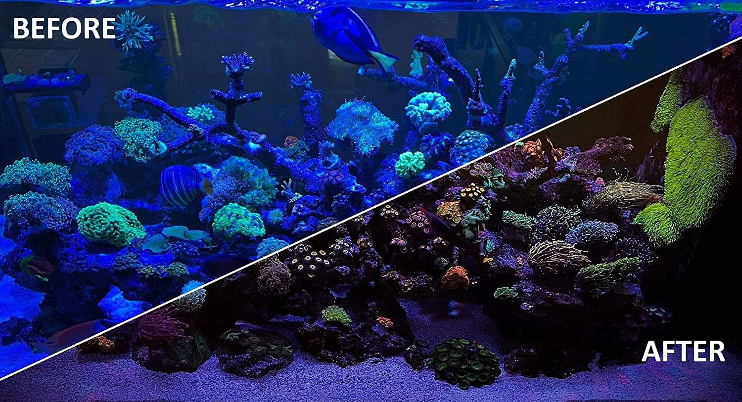 UV Coral Viewing Glasses