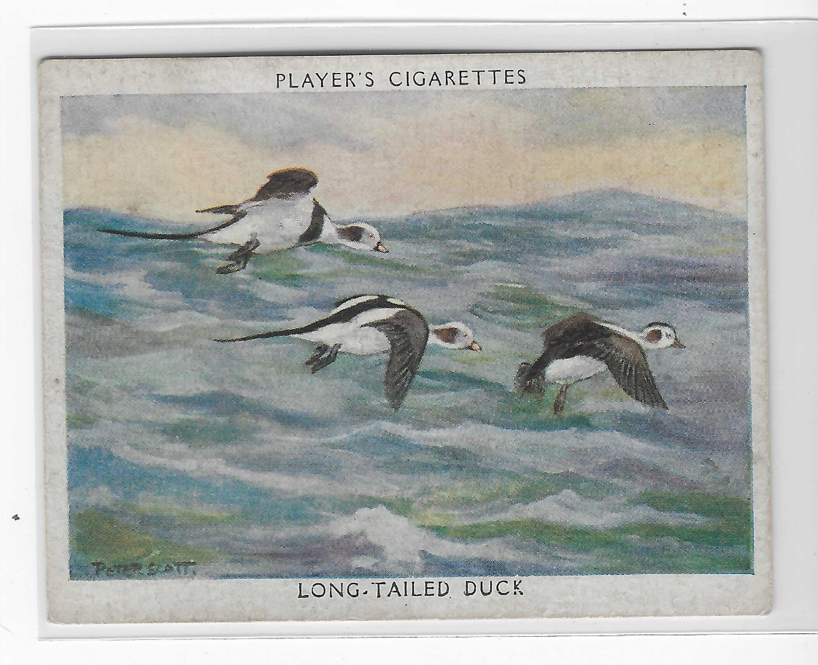 Player's Cigarette's, WILDFOWL, # 11, Long-Tailed Duck- Cigarette Card