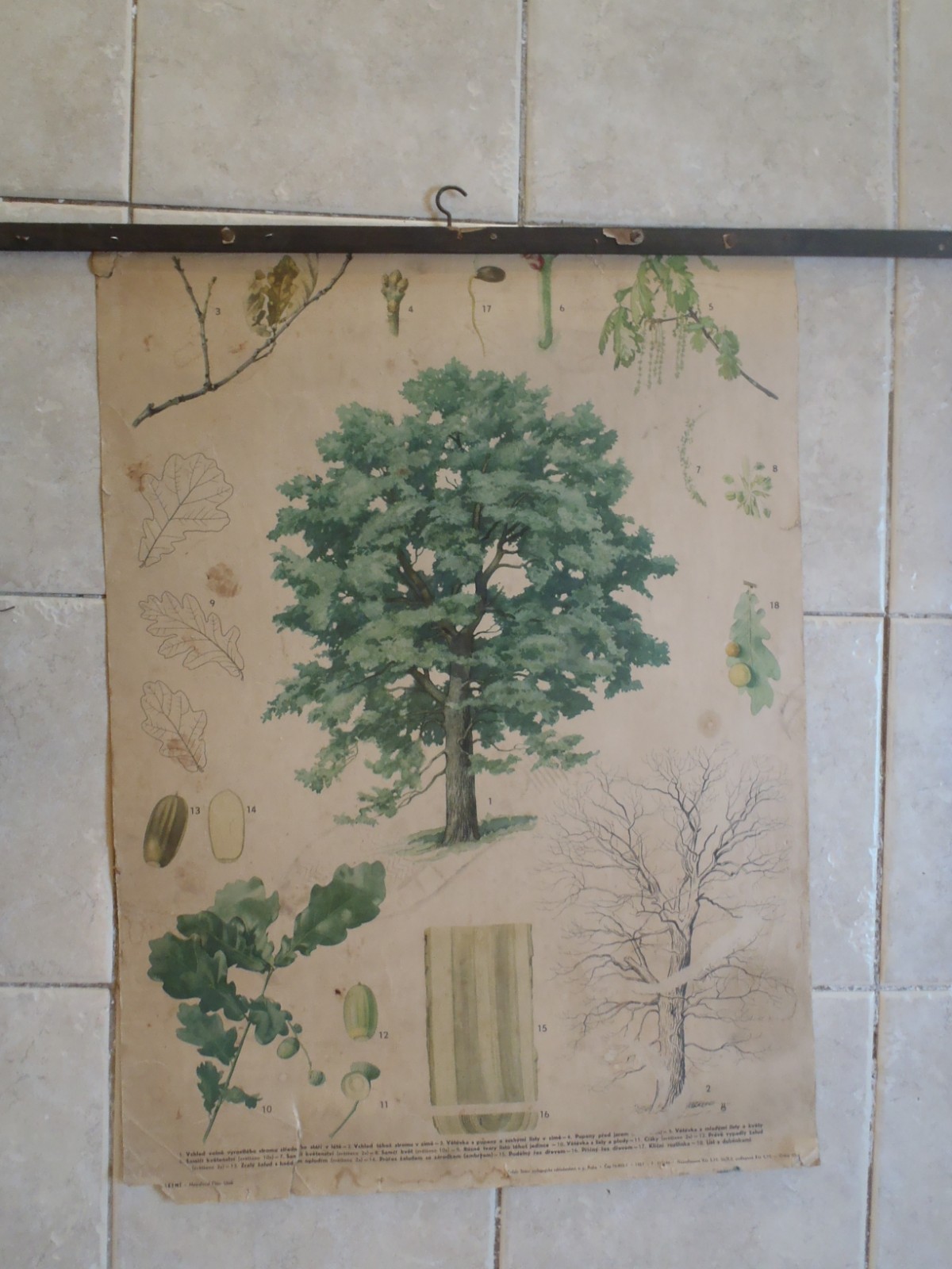 Original botanical school chart of Summer oak