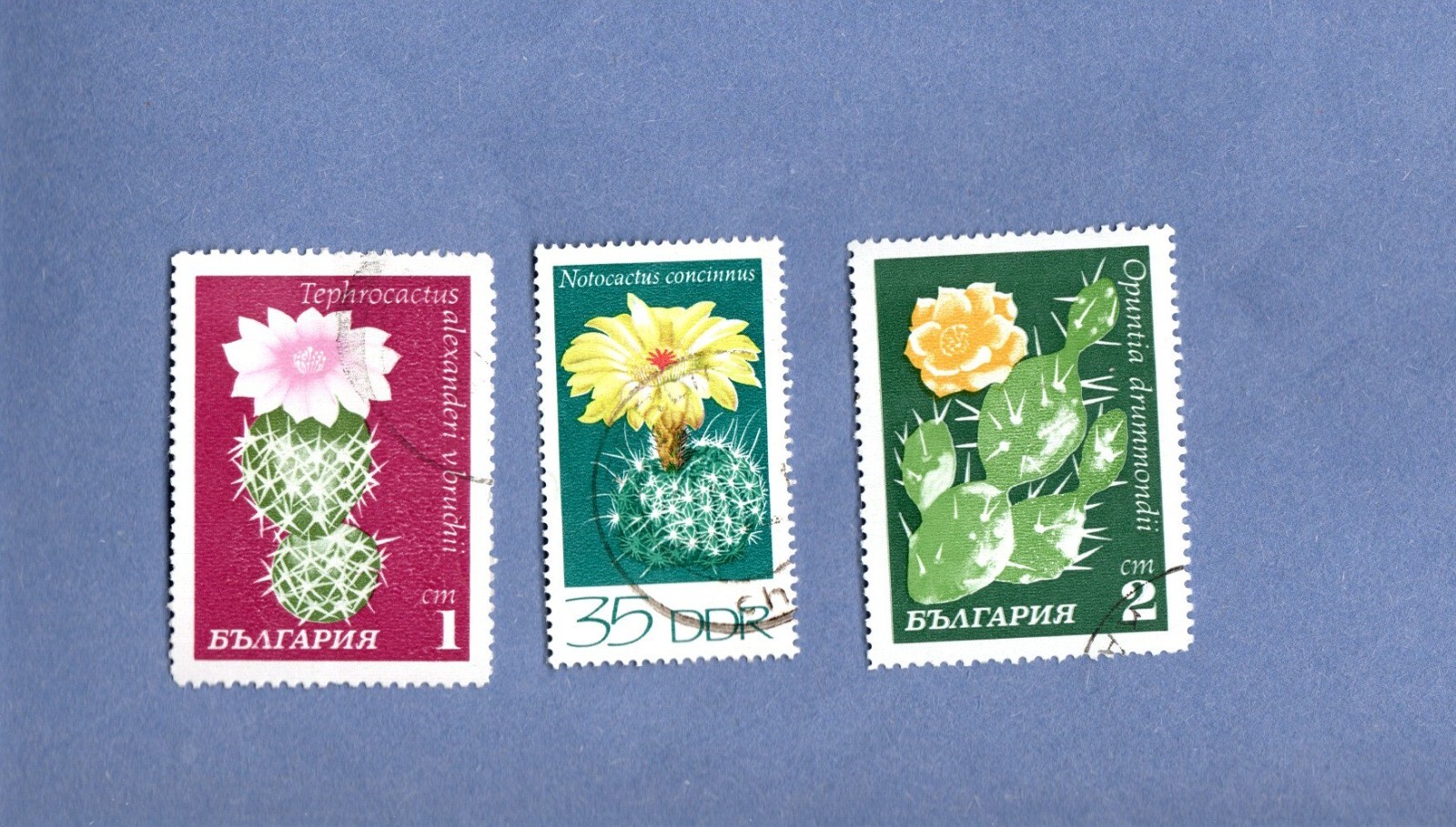 3 FLOWERING CATCUS POSTAGE STAMPS
