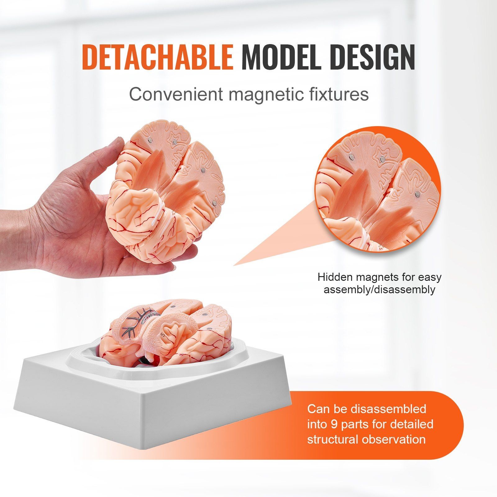 9-Part 1:1 Human Brain Teaching Model, PVC, Labeled & Display Ready