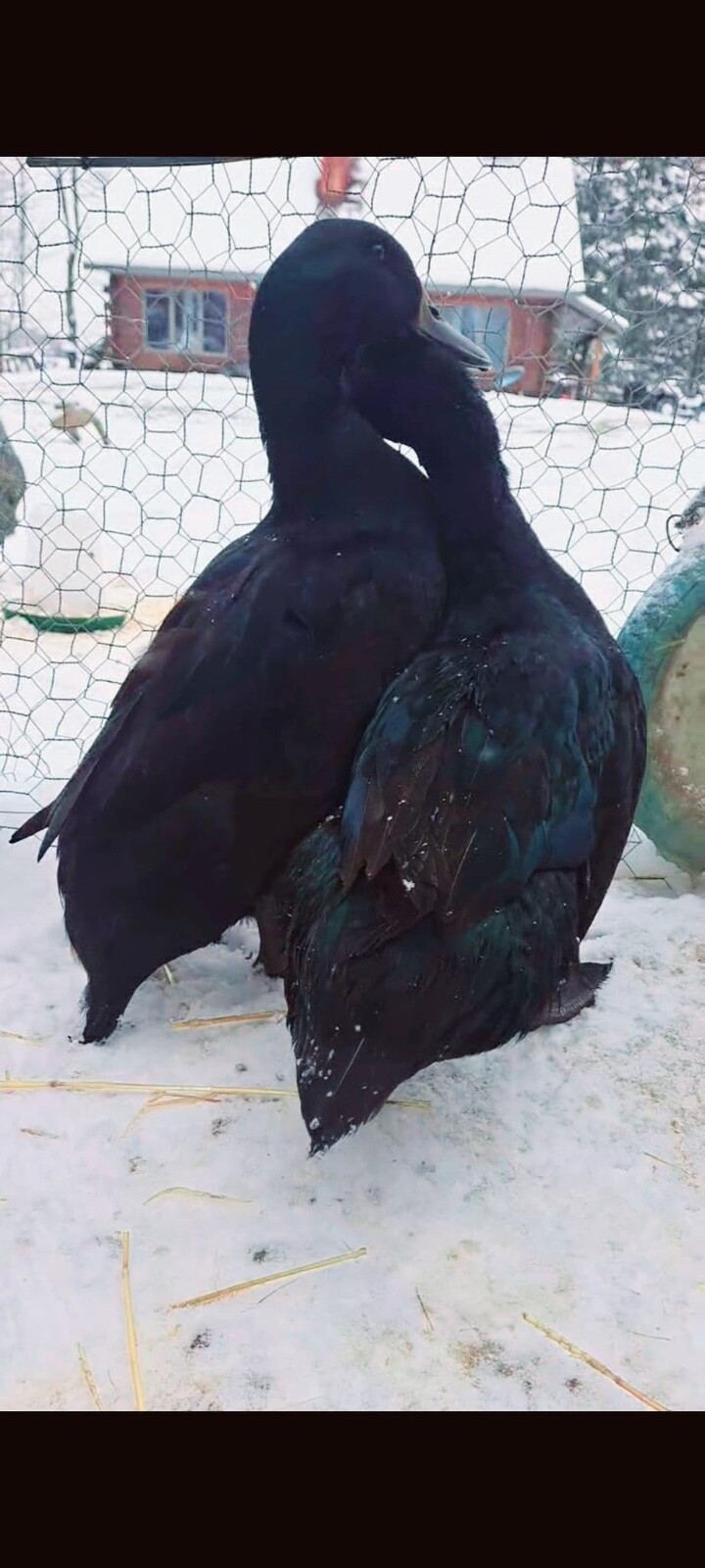 12 duck hatching eggs| Lay Eggs Everyday