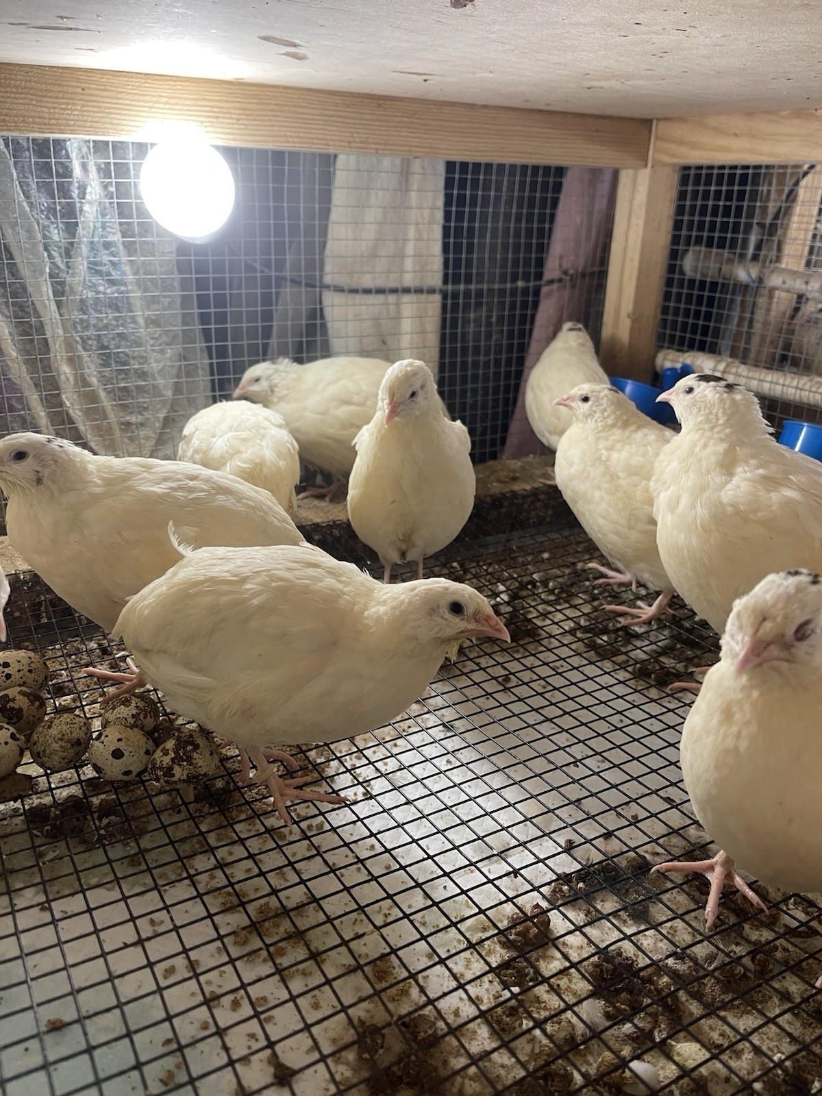 35++ Fertile Jumbo Wild White Coturnix Quail Hatching Eggs