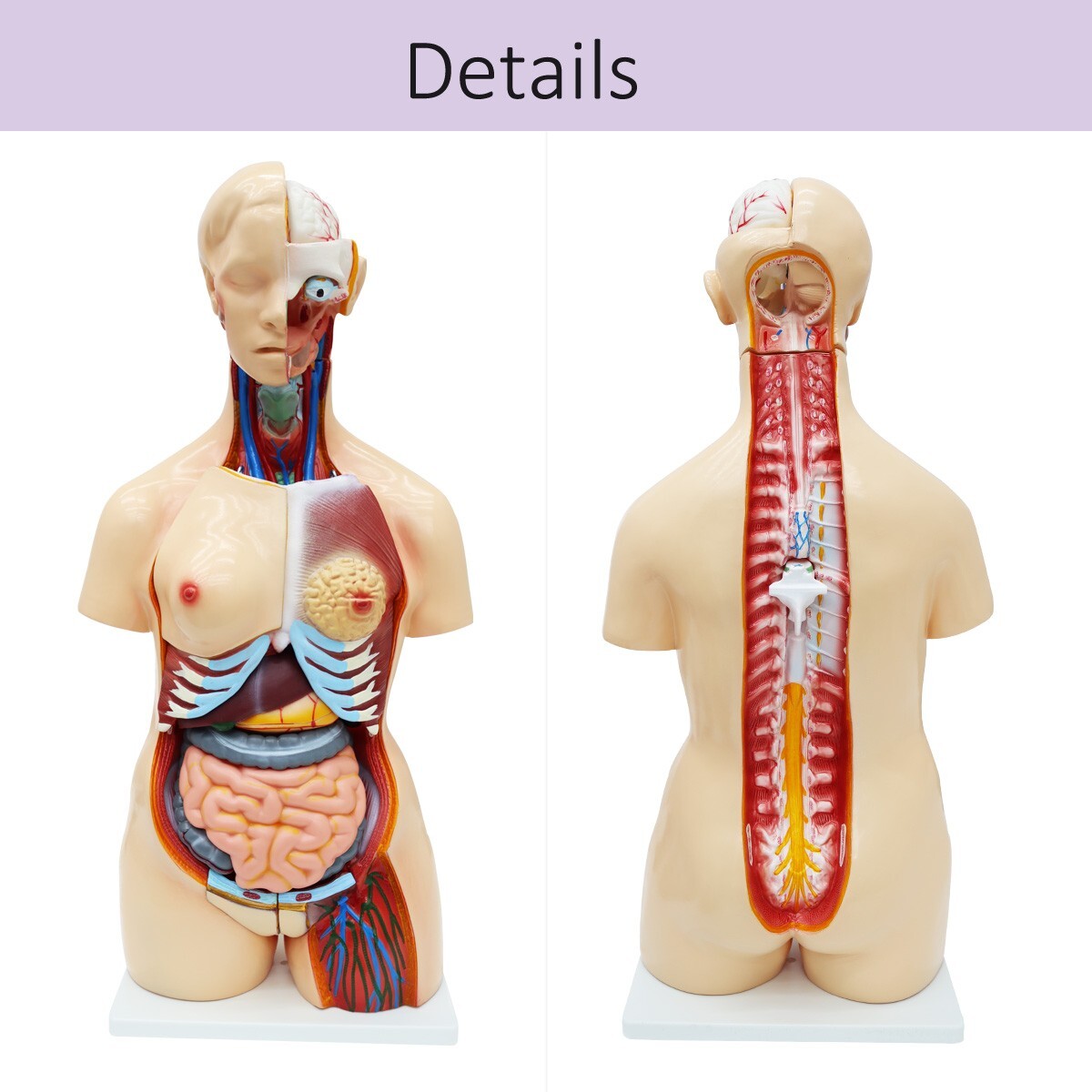 25 Pieces Replaceable For Men and Women Human Torso Model Detachable PVC
