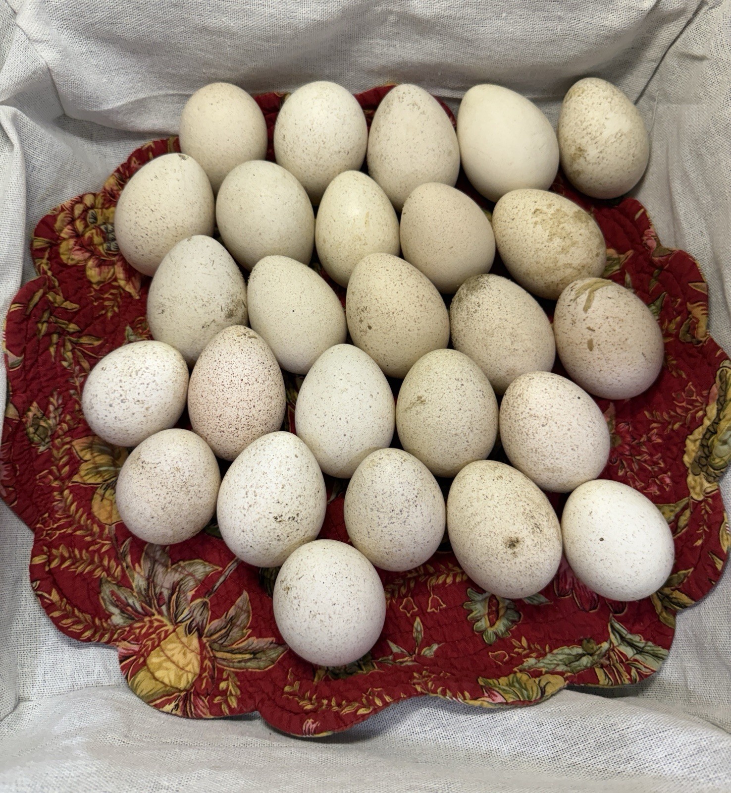 6 + 1 Heritage Blue Slate Turkey Hatching Eggs