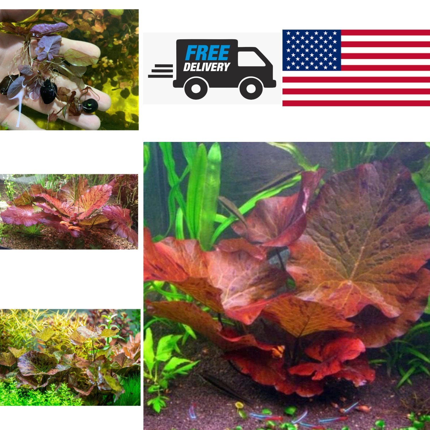 Nymphaea Lotus Live Aquatic Plant with Air Purification Feature for Aquariums