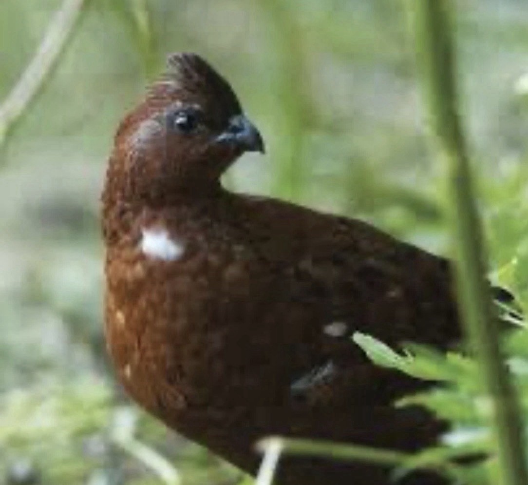 24+ Tennessee Red Fertile Hatching Eggs, Free Shipping