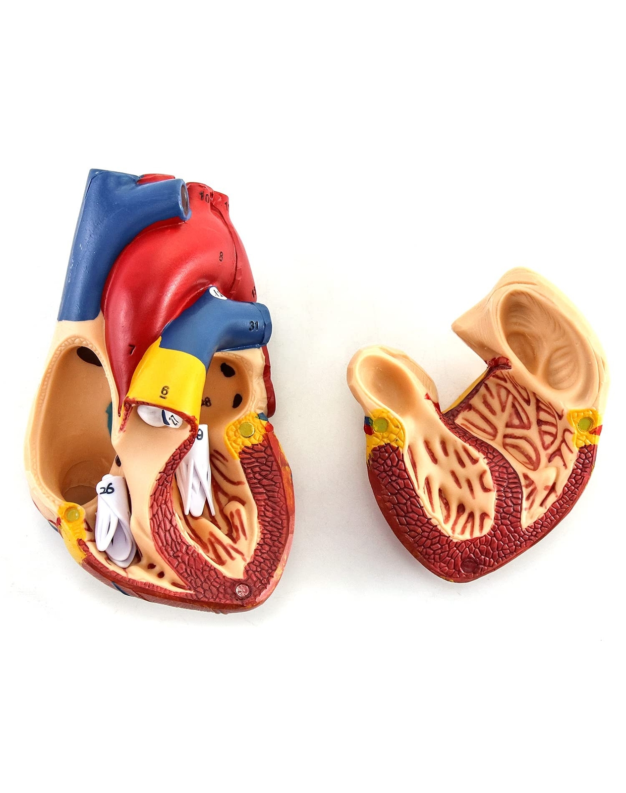 QWORK Human Heart Model, Anatomically Accurate Numbered 2-Part Life Size Hear...