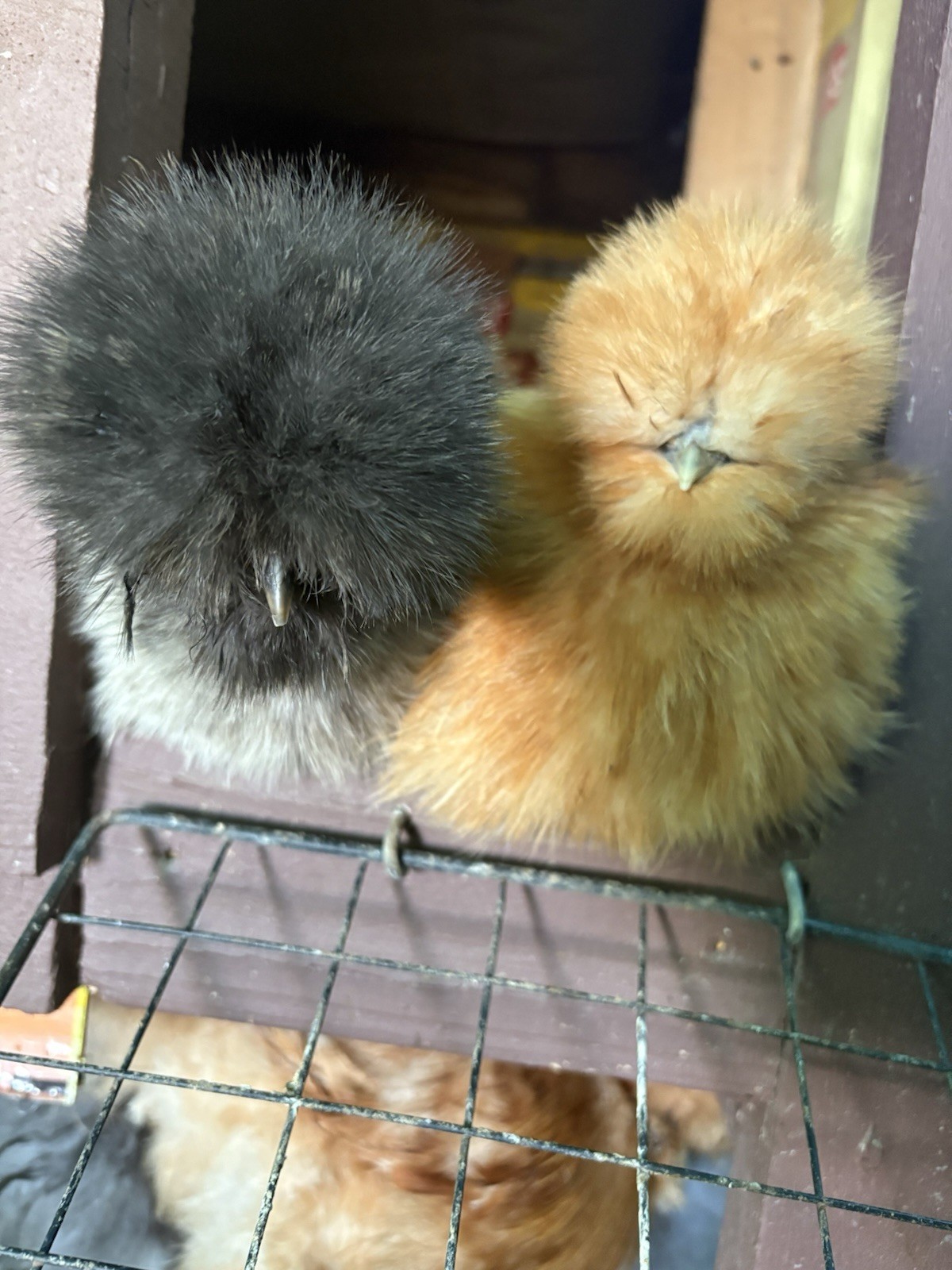 🐣🐣 NPIP AI Clean (silkie Hatching Eggs) 1 Dz Eggs 🐣🐣🐣