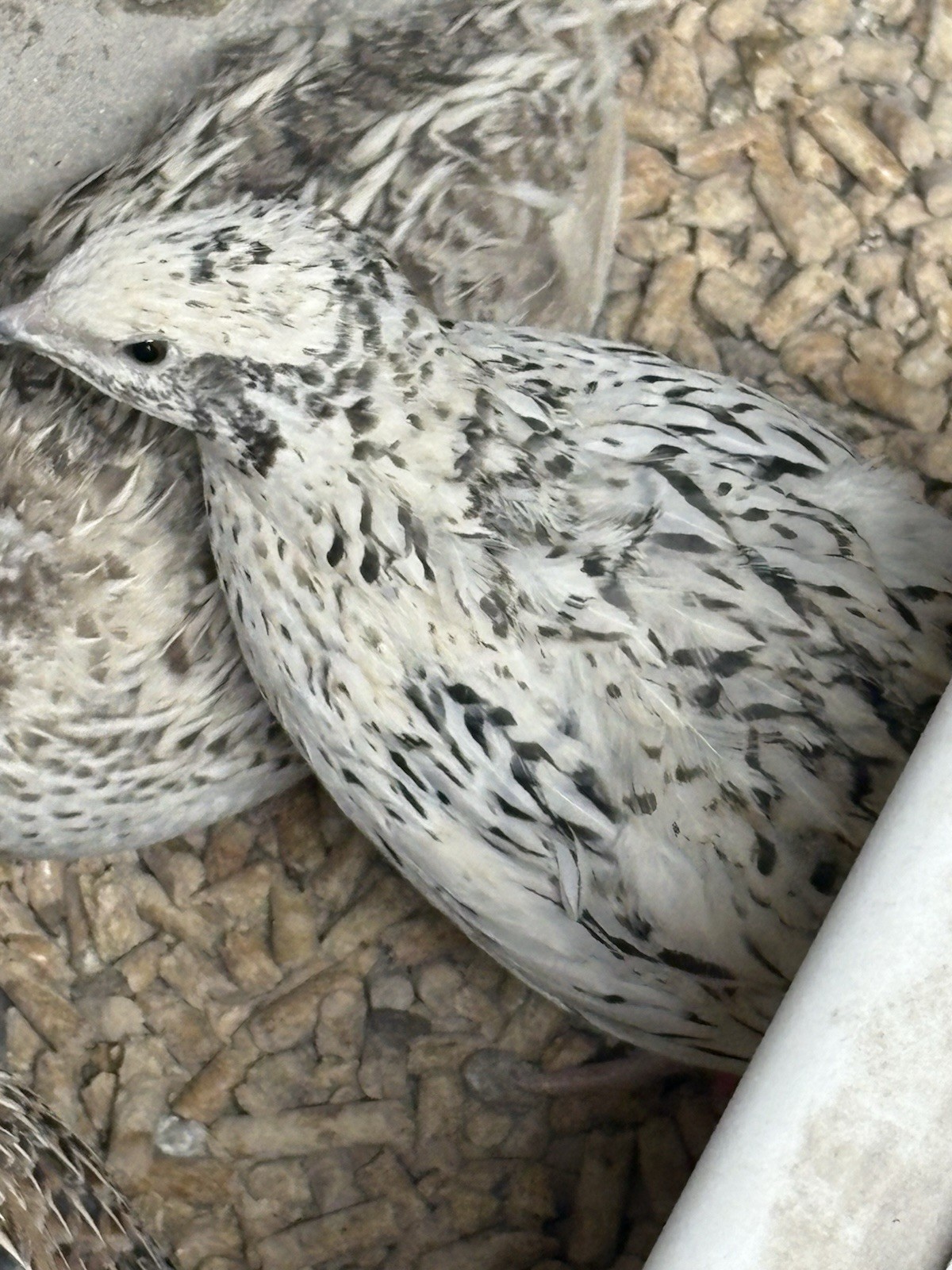 Coturnix hatching eggs unique colors 15 hatching eggs