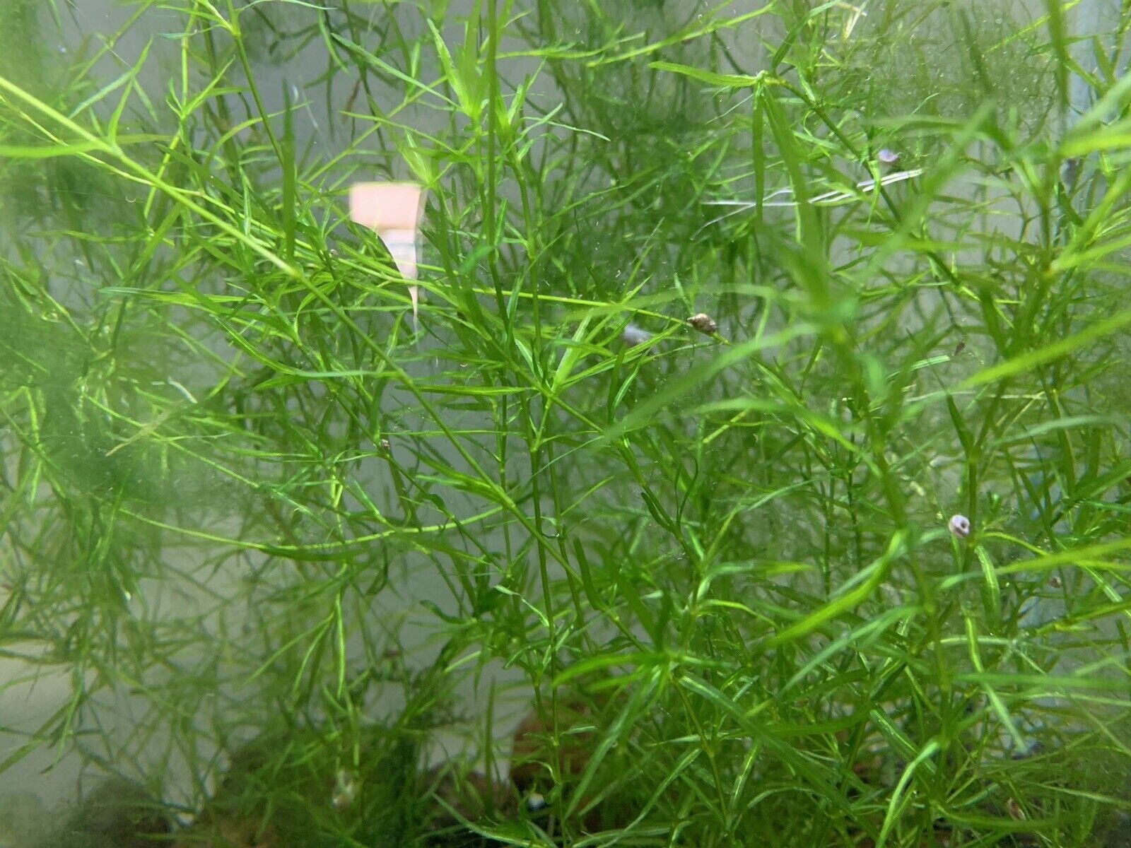 BUY 2 GET 1 FREE Guppy Grass Najas Guadalupens Aquarium Plants A