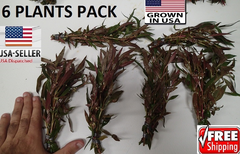 6 bunches Alternanthera reineckii  plants Easy Aquarium aquascaping planted tank