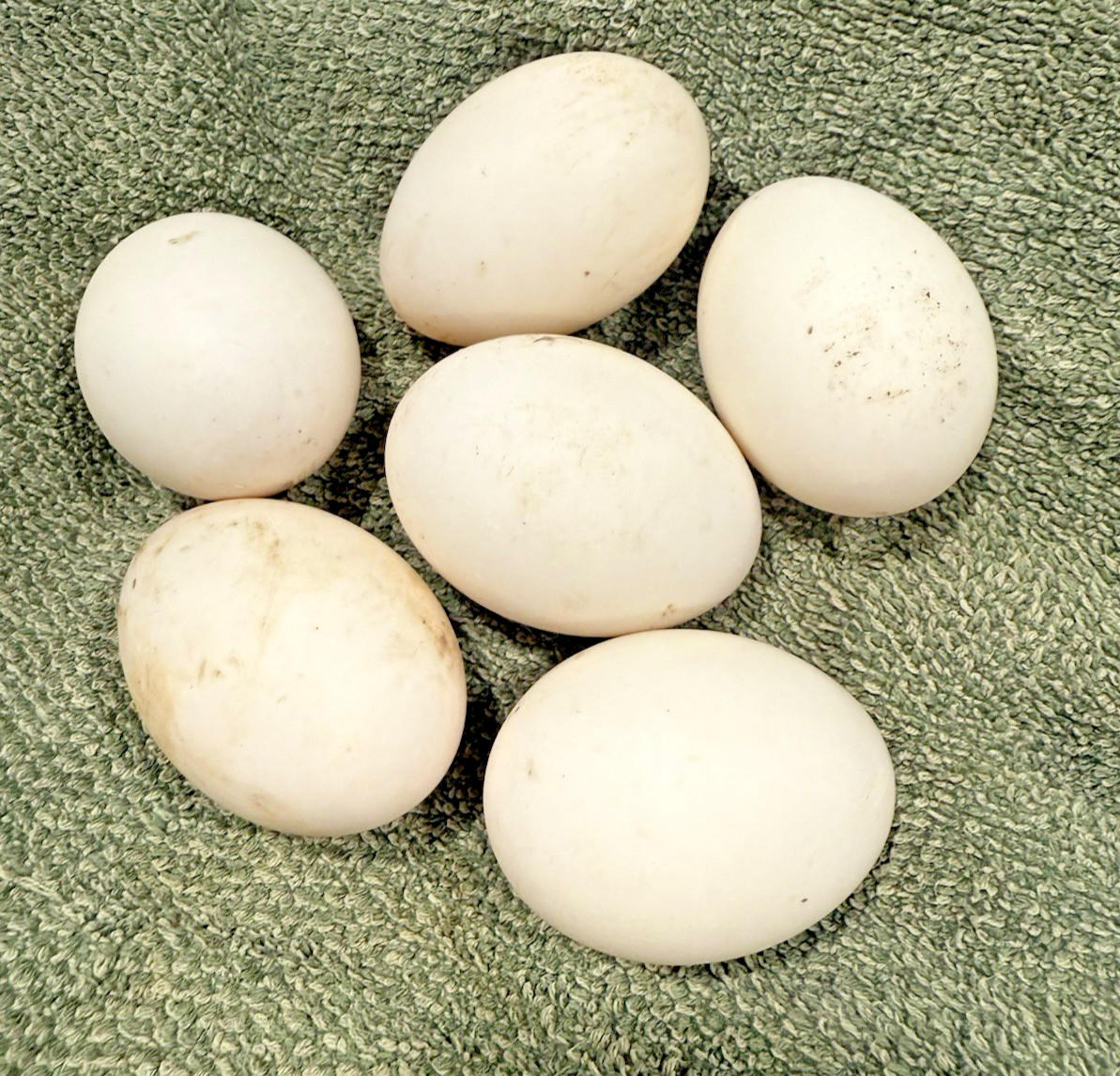 6++ White Crested Duck Hatching Eggs for Incubation